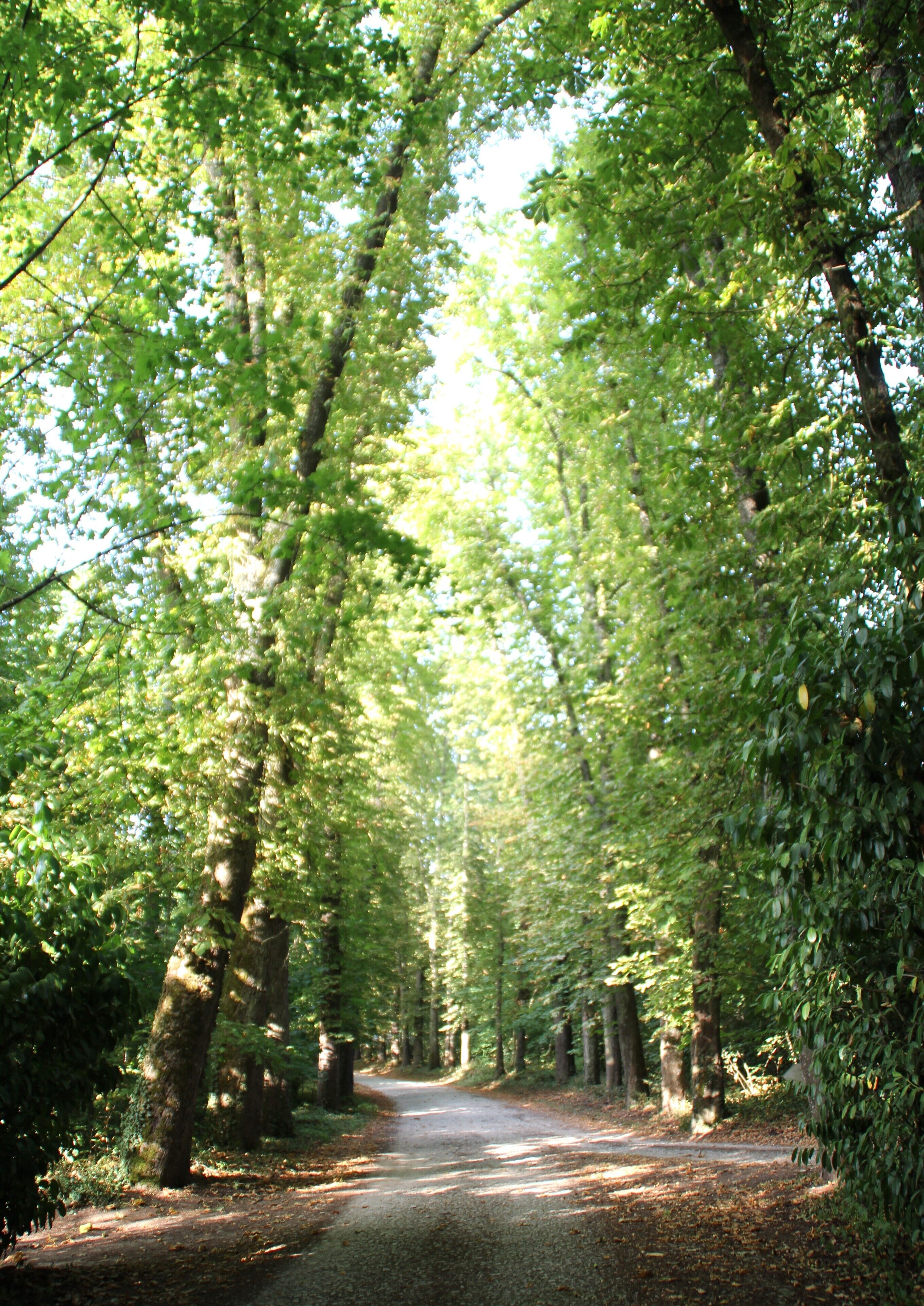 Ein von Bäumen gesäumter Weg in einem Waldgebiet.