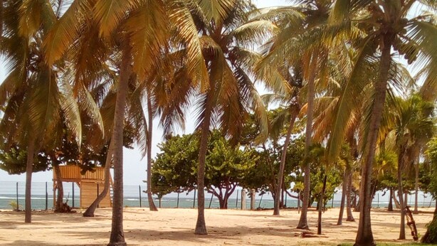 Ein Strand mit Palmen und ein kleiner Garten mit roten Blüten.