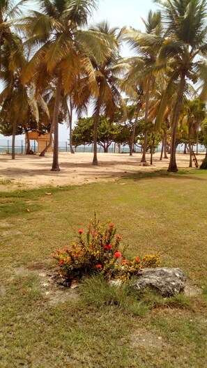 A beach with palm trees and a small garden with red flowers.