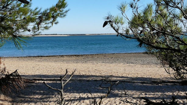 A beach with clear blue water, sandy shore, and pine trees. - IDEAL COZY HOUSE FOR 1 COUPLE AND 2 CHILDREN  (Sainte-Marie-de-Ré)