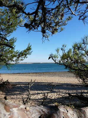 Ein Strand mit klarem, blauem Wasser, sandigem Ufer und Kiefern.