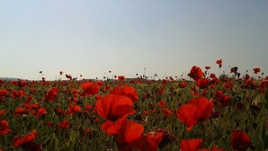 A field of red poppies under a clear sky.