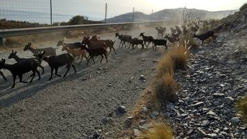 Vlak bij het strand, ligstoelen aan het strand
