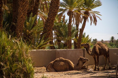 Skoura Lodge Ouarzazate