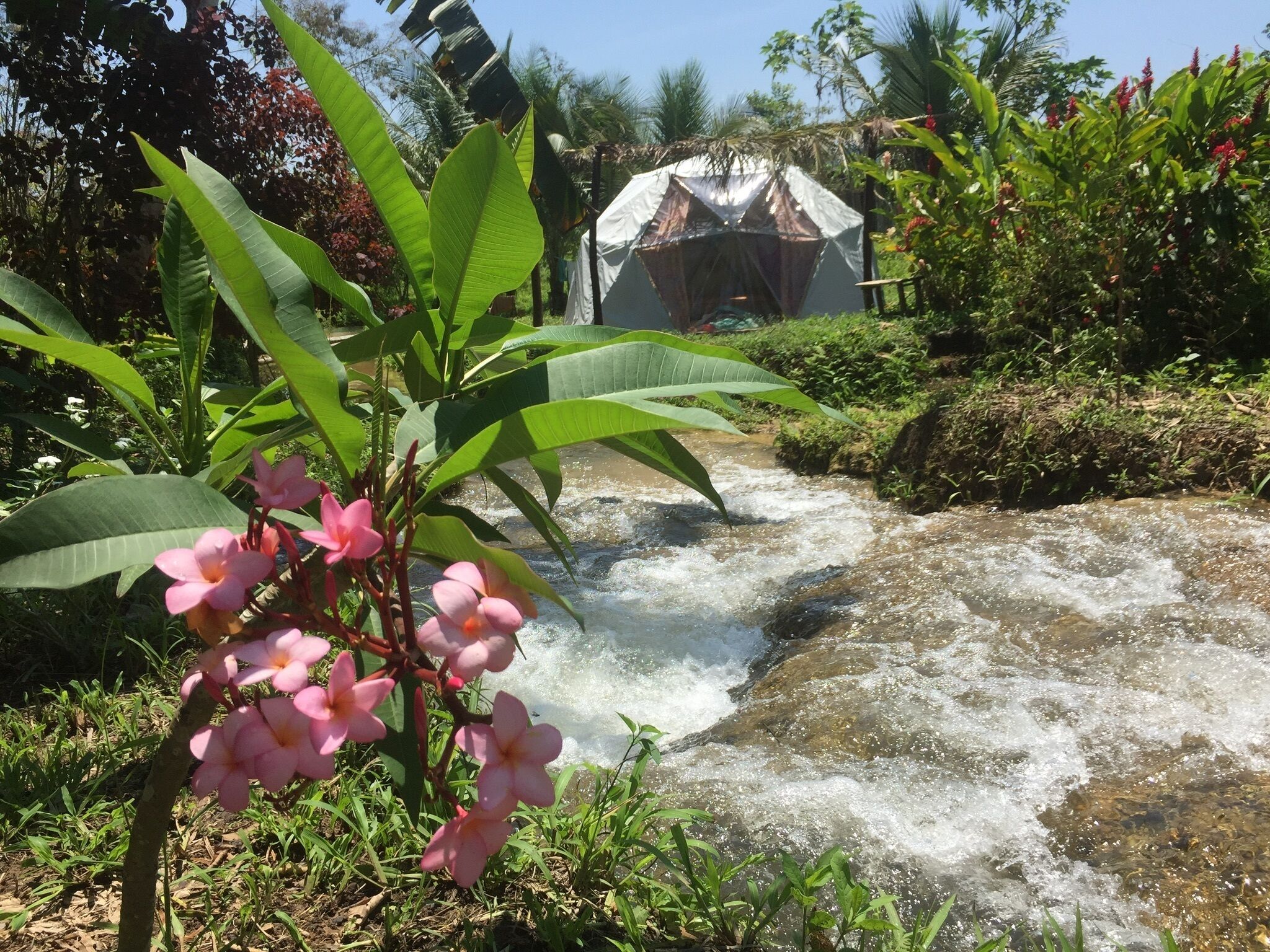 Geodesic Domes In The Jungle