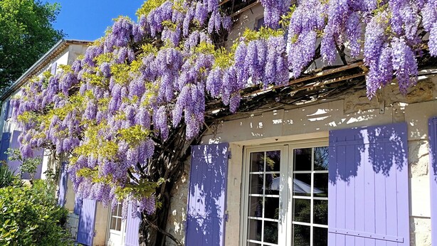 Un edificio con enredaderas florecientes púrpuras, un sendero de piedra y una puerta azul.
