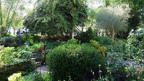 Un jardín con diversas plantas y una estatua.