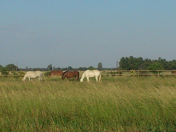 A fenced field with three horses grazing.