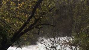 A river flowing through a forested area with rocks and trees. - cccccccccc (Fontaine-De-Vaucluse)