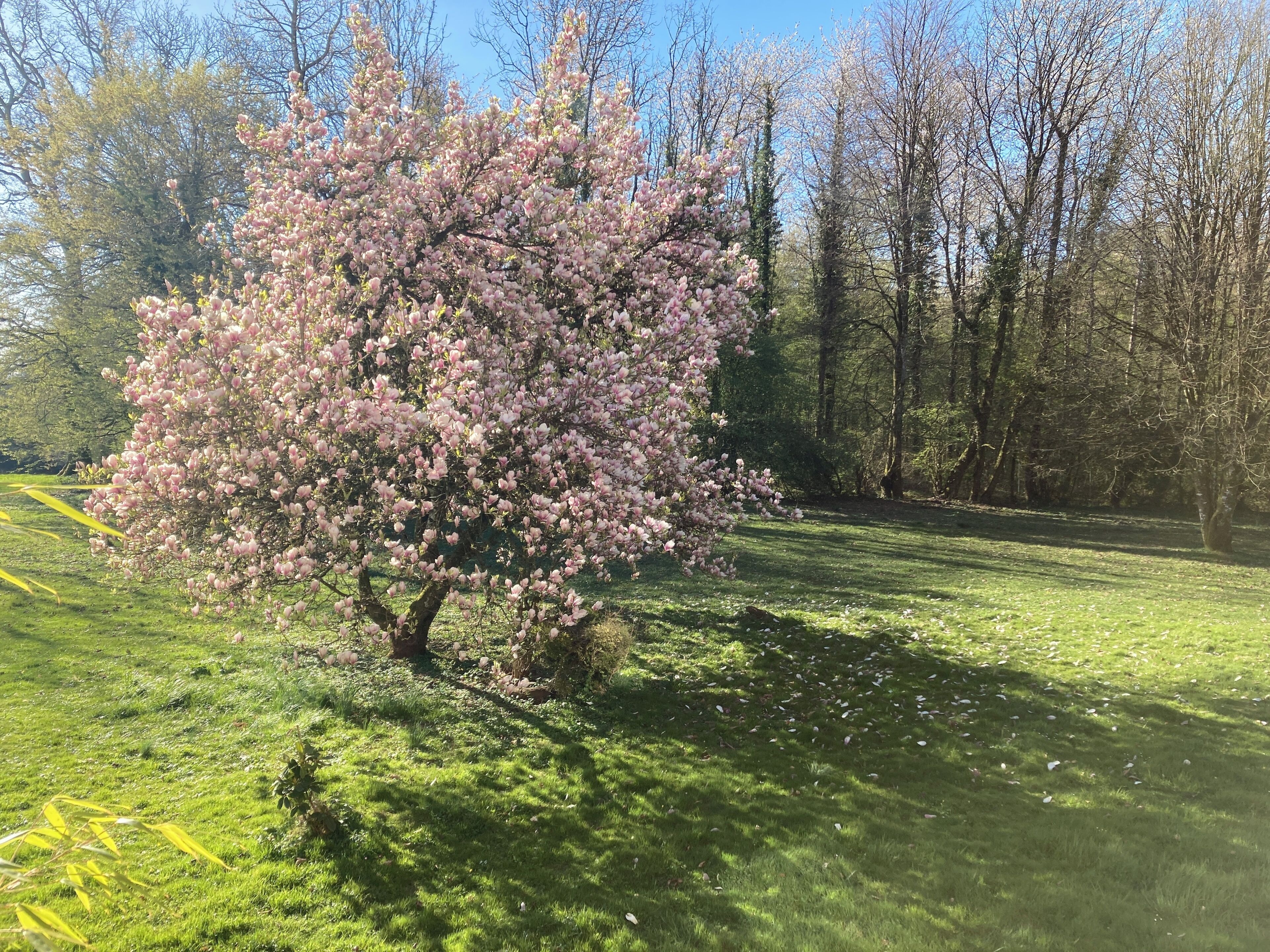 Ett träd med rosa blommor på en gräsyta.