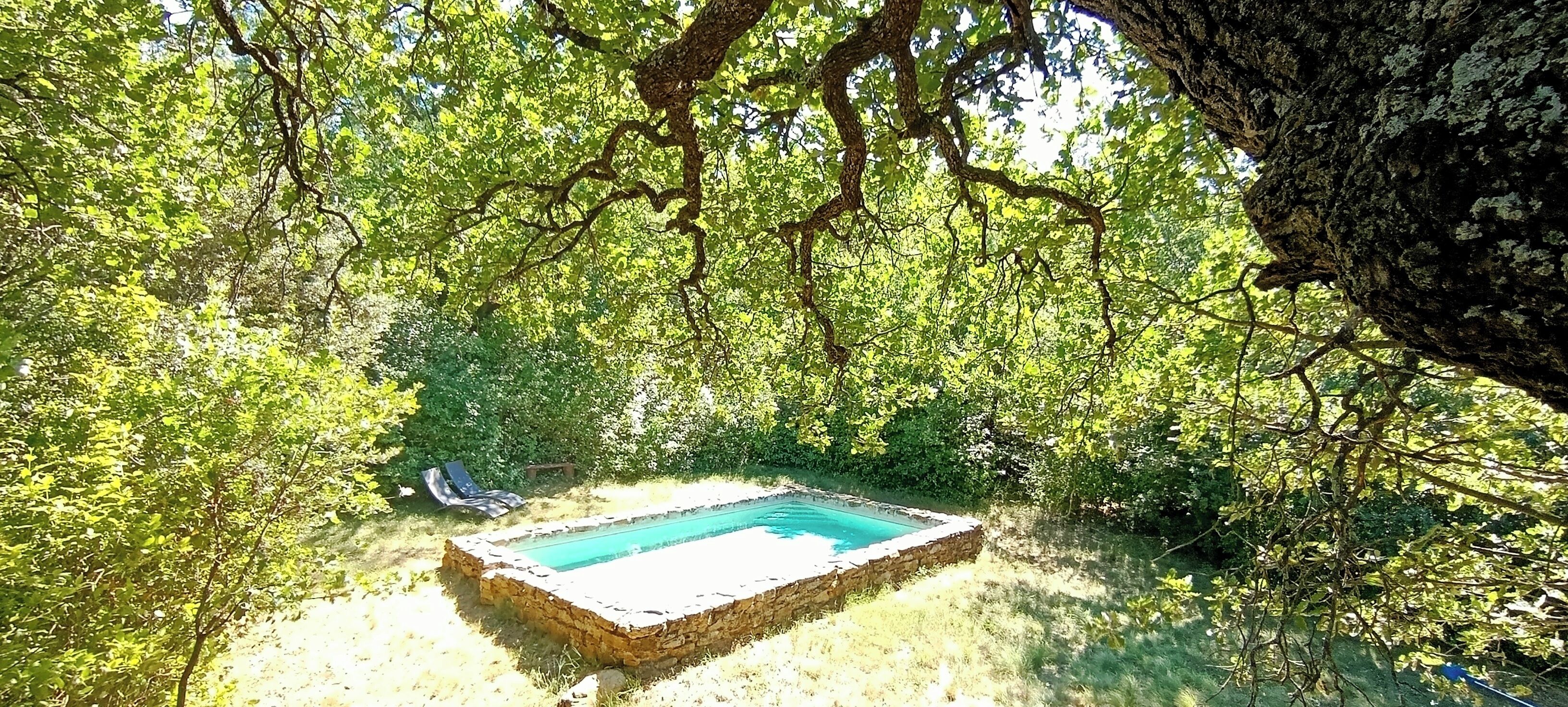 Une petite piscine rectangulaire, entourée d’une végétation luxuriante, avec le tronc d’un arbre qui encadre partiellement la scène.