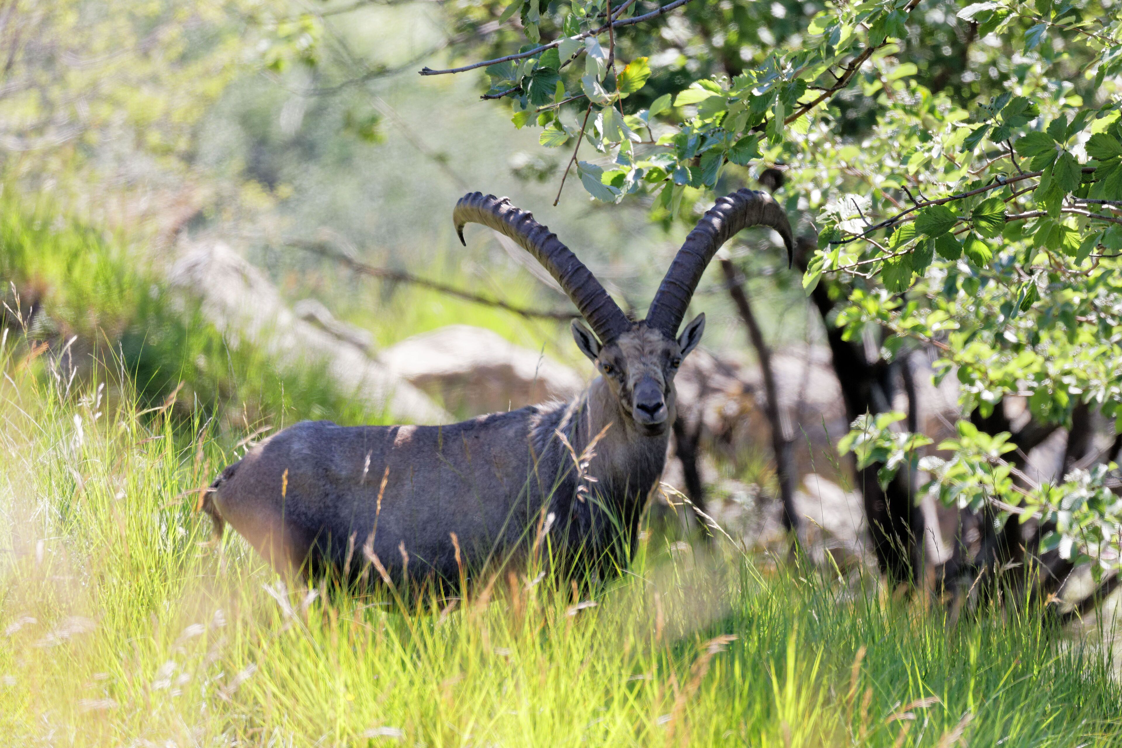 The "once Upon a Time" cabin