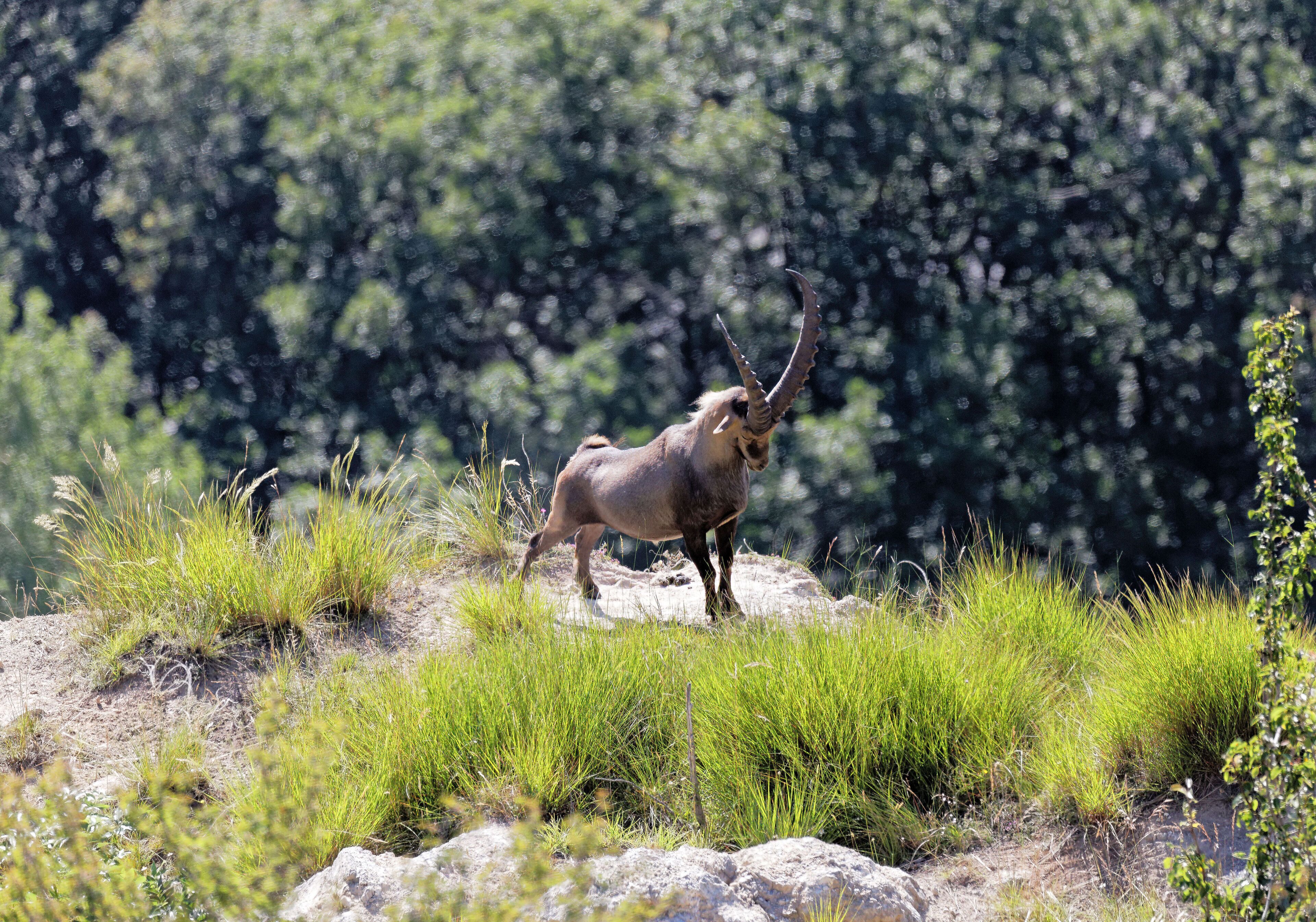 The "once Upon a Time" cabin