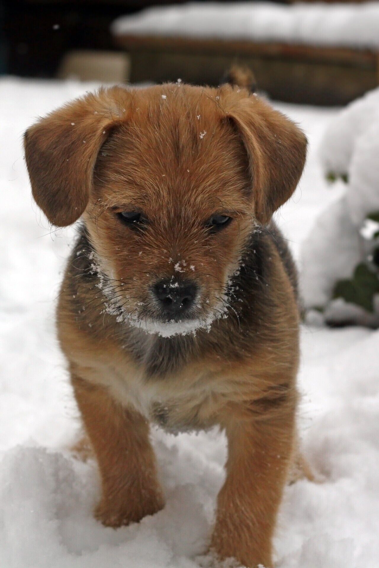 A puppy in a snowy environment.