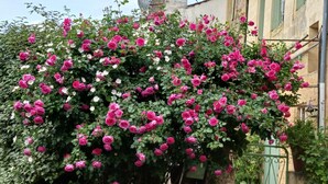 A building with a stone wall and a bush of pink and white flowers.