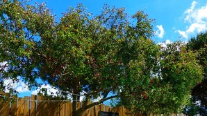 Una piscina con cerco de madera, un árbol y un cartel que dice 'Home Pool'.