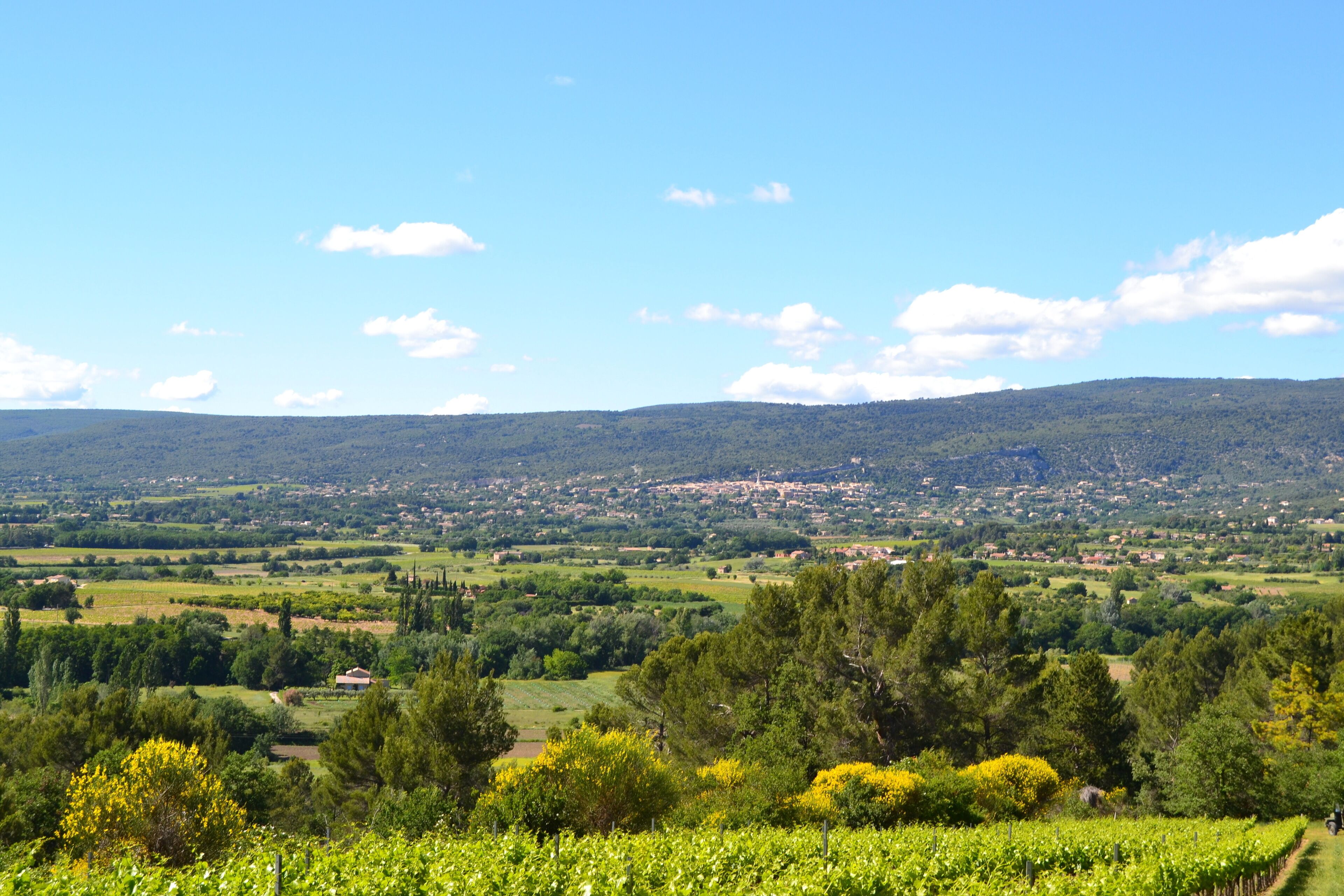 Un viñedo con hileras de vides, un pueblo al fondo y un cielo azul despejado.