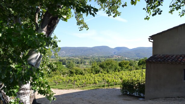 Un vignoble avec un bâtiment au premier plan.