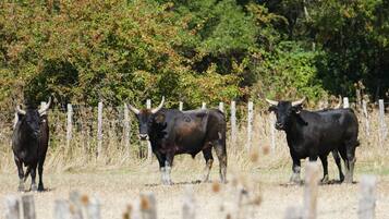 Tres toros en un campo cercado con pasto seco y árboles al fondo.