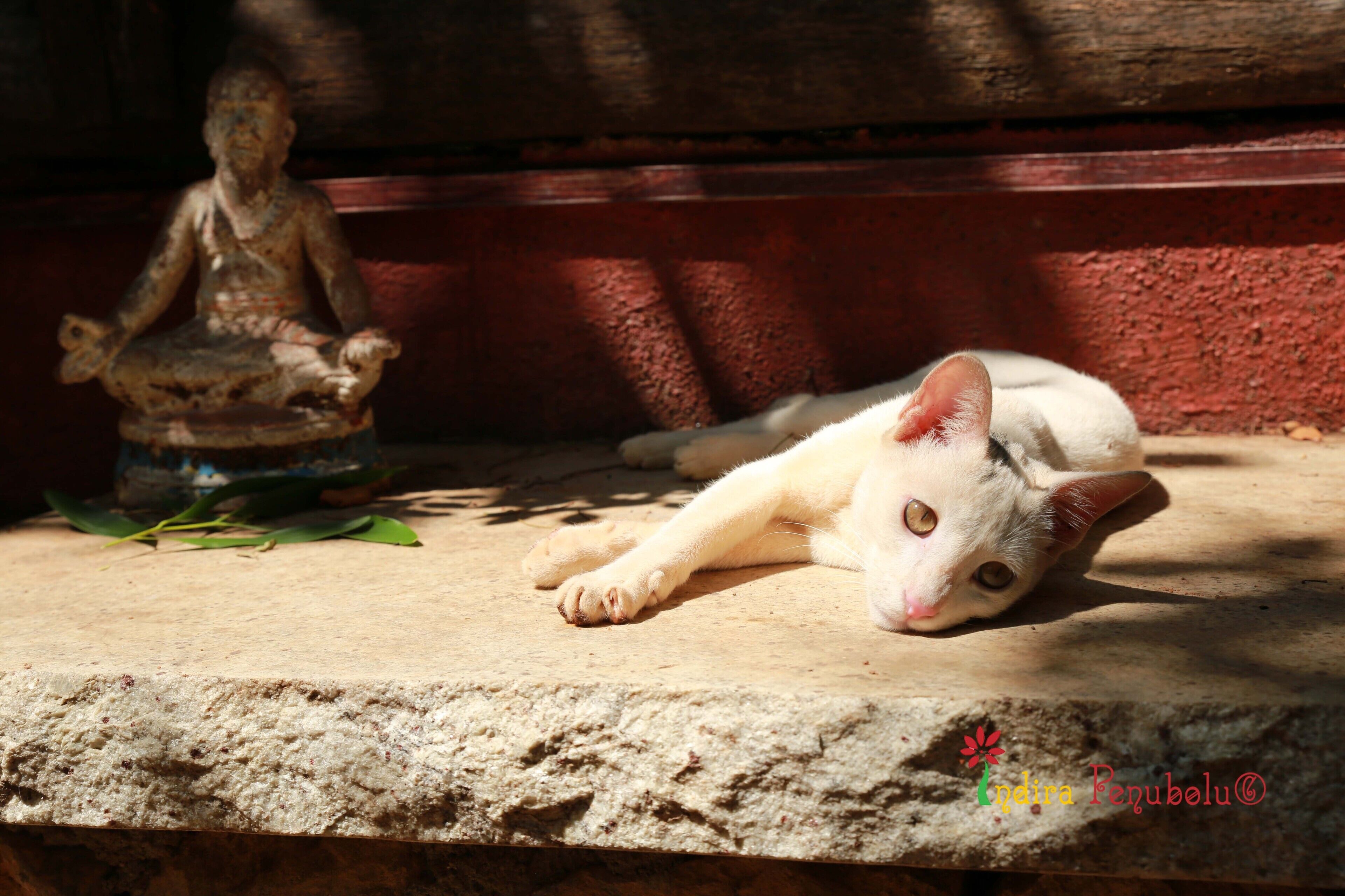 Wunderhaus, Artists Getaway And Homestay