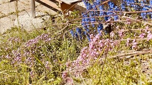 An outdoor dining area with a wooden table and benches, surrounded by flowering plants.