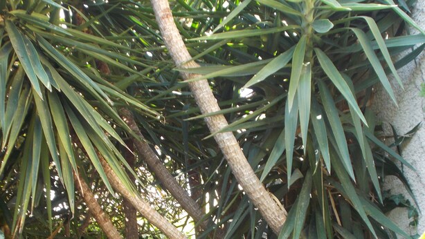 Un giardino con diverse piante e alberi, tra cui una palma particolarmente evidente.