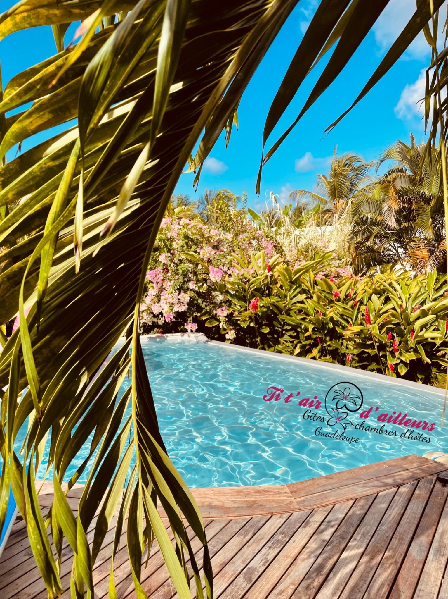 Une terrasse en bois mène à une piscine à l’eau d’un bleu limpide, entourée d’une végétation tropicale luxuriante et de palmiers.