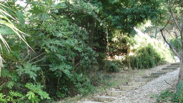 Un sendero con escalones de piedra que atraviesa un jardín con follaje denso y árboles.