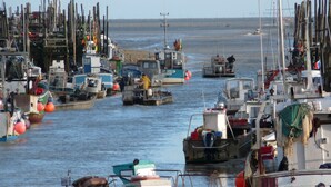 Un puerto con varios barcos amarrados, entre ellos embarcaciones de pesca y botes más pequeños.
