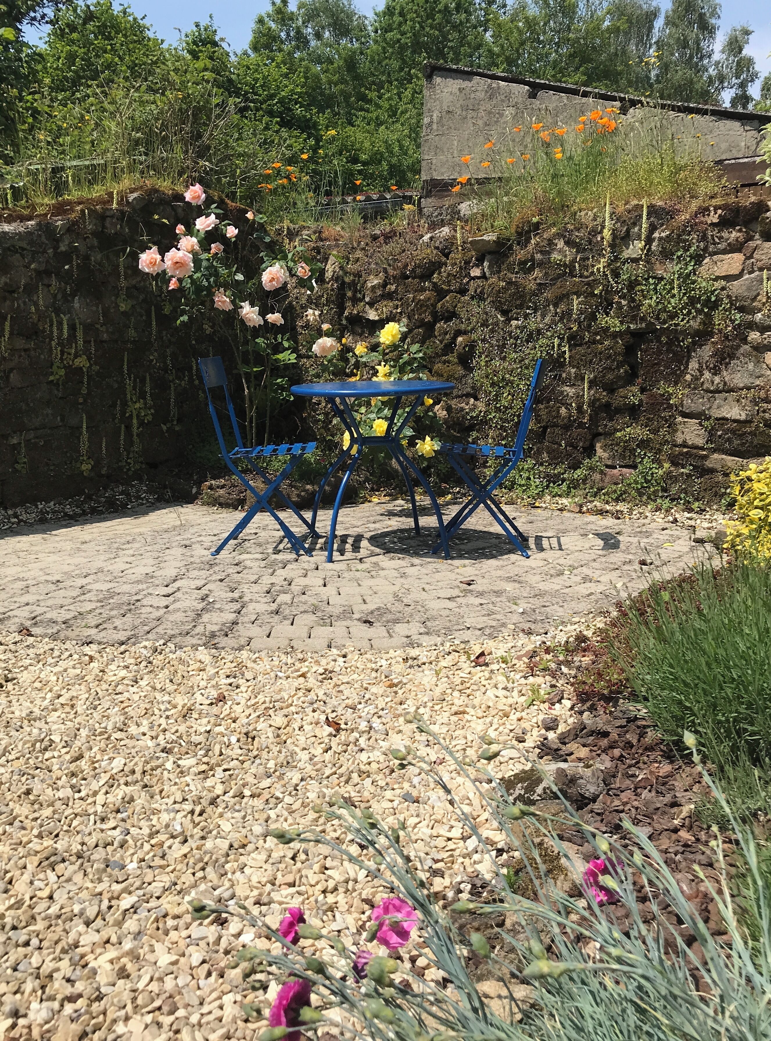 Roses in bloom in the courtyard