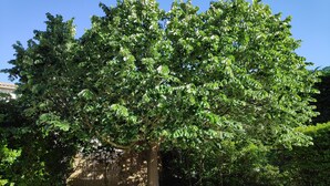 A tree with dense foliage in a garden setting. - Air-conditioned gîte in Provence near Avignon, Arles, Saint Rémy de Provence, Nîmes  (Boulbon)