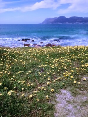 On the beach - Welcome to #14, a skip & a hop to our famous Muizenberg beach, fun all the way. (Cape Town)