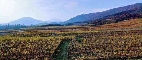 A vineyard with rows of grapevines and a mountain in the background.
