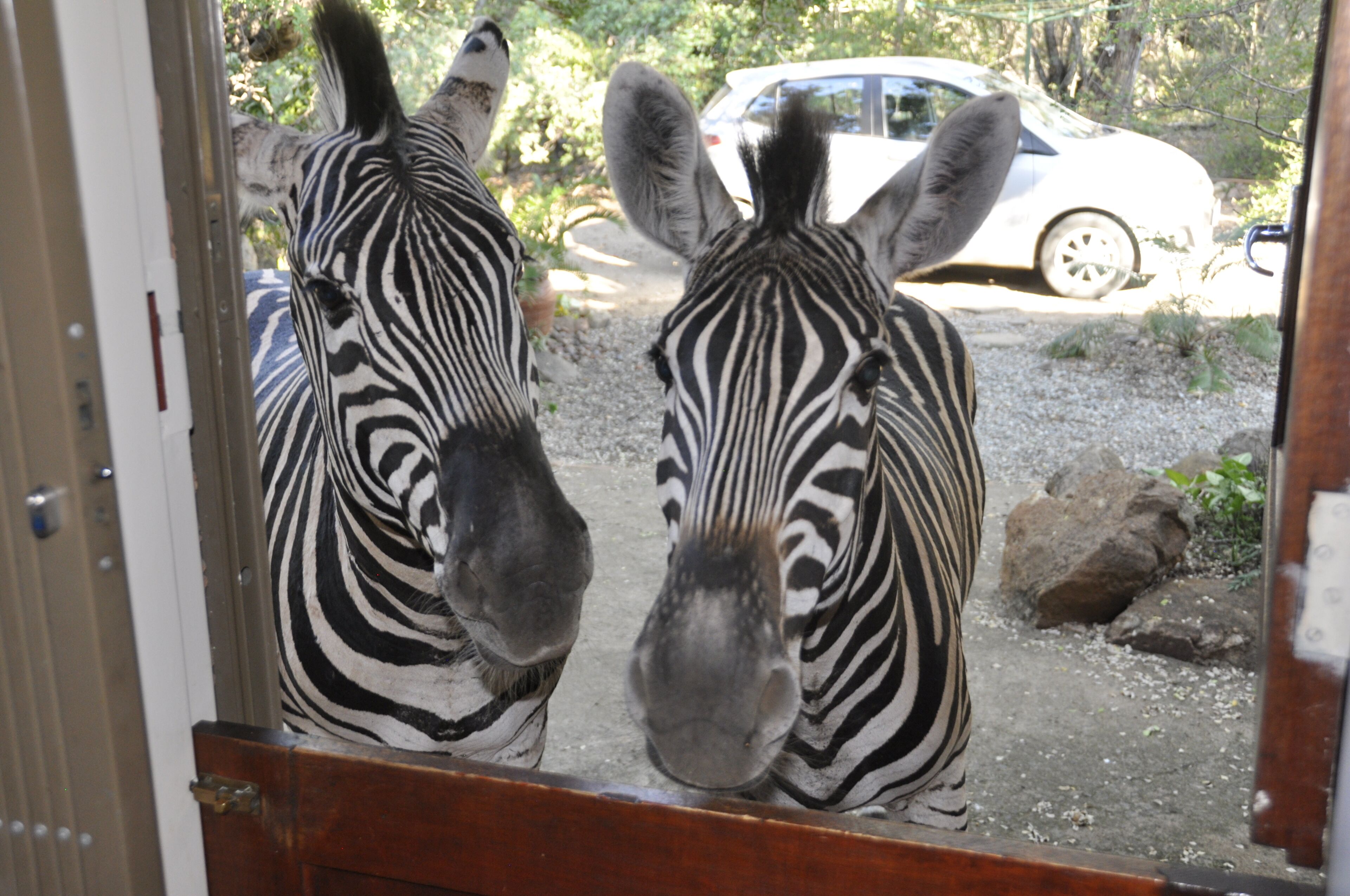 Visiting Zebra our front door looking for a treat of a carrot.