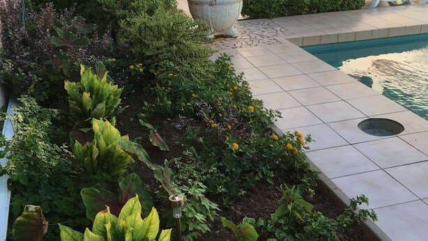 A poolside area with a tiled patio, lounge chairs, and a variety of plants. - Your Perfect Winter GetAway (Rodney Bay)