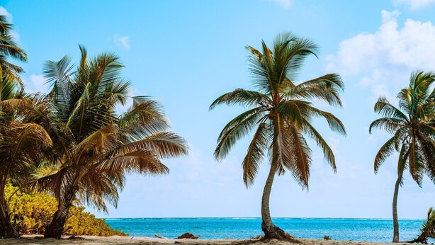 Una playa con palmeras y un cielo azul despejado.
