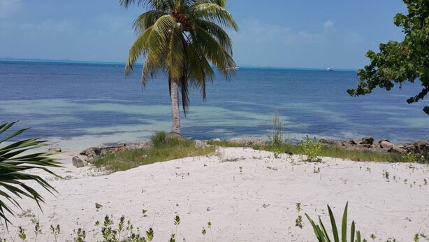 Una playa con una palmera, agua azul cristalina y una orilla arenosa.