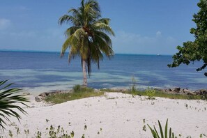 A beach with a palm tree, clear blue water, and a sandy shore.