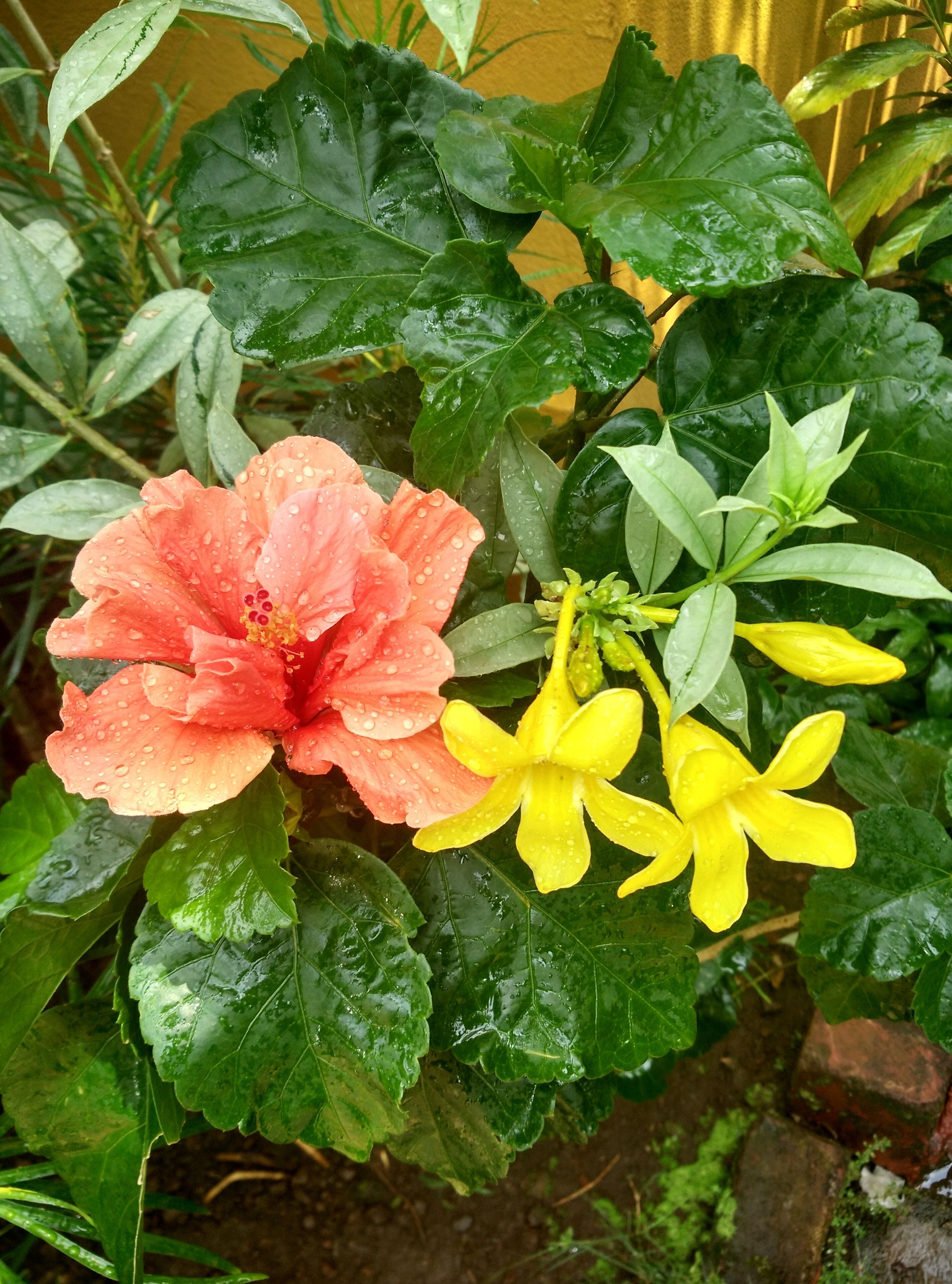 The Bougainvilla Stay, Goa -3 bhk Portuguese styled fully furnished villa