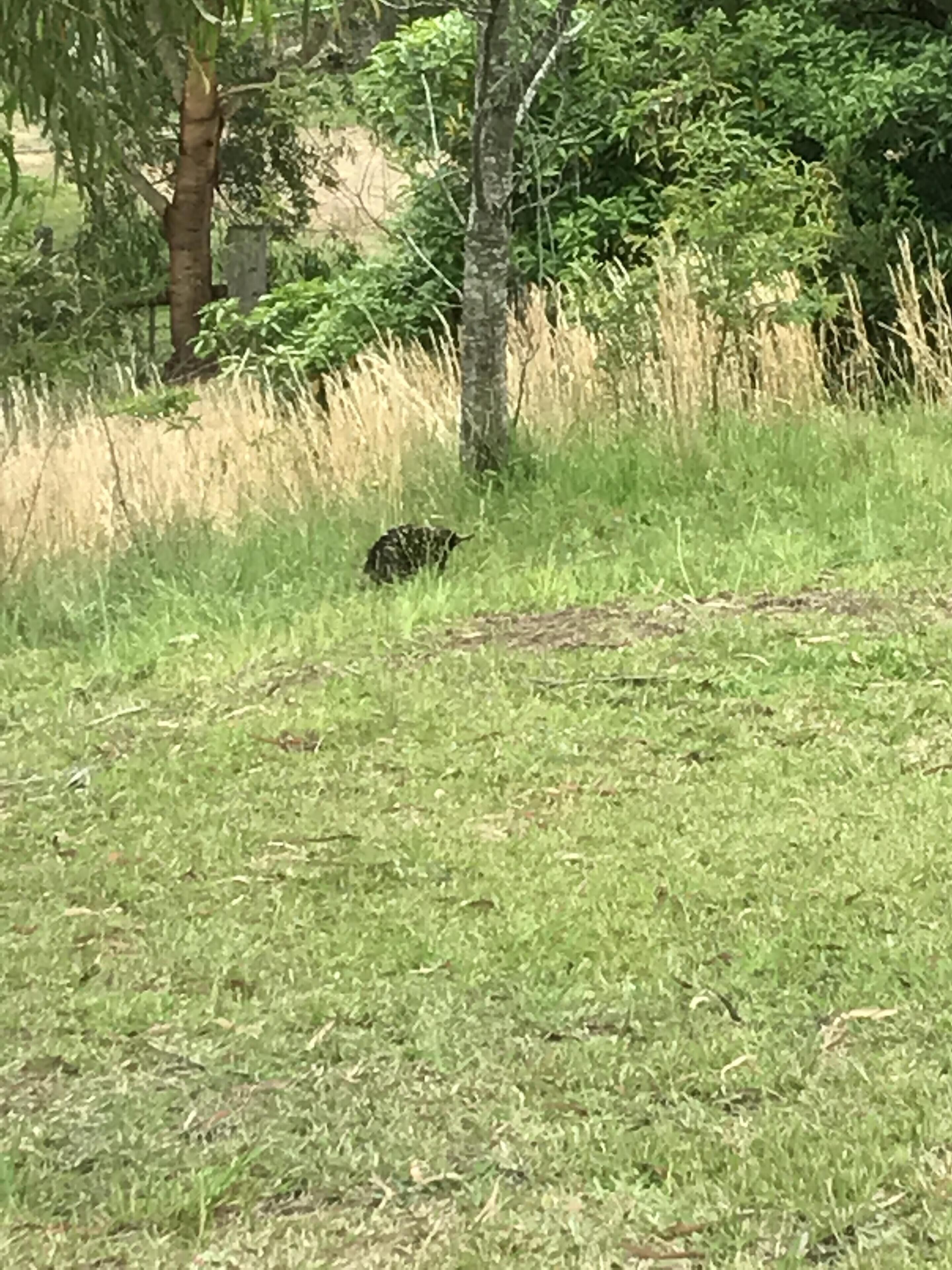 Echidna wandering the grounds of Clerevale