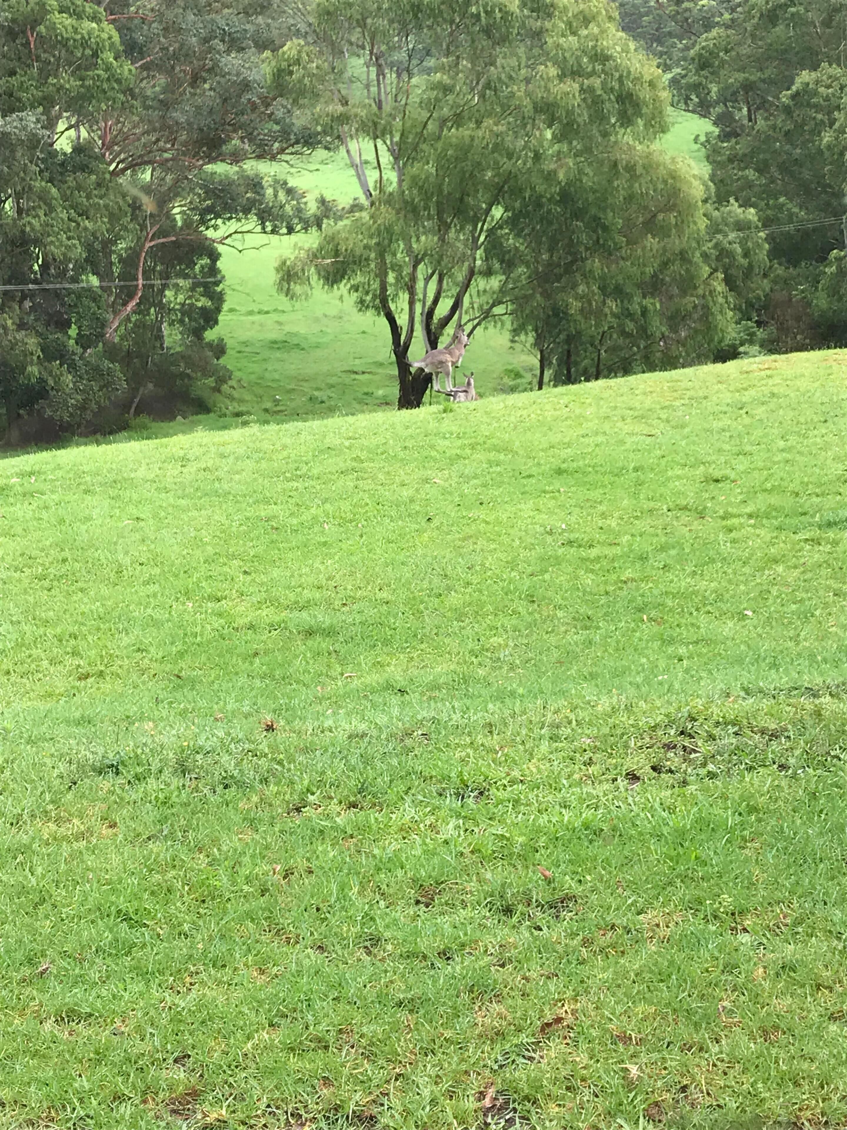 A grassy field with trees and a hill in the background.