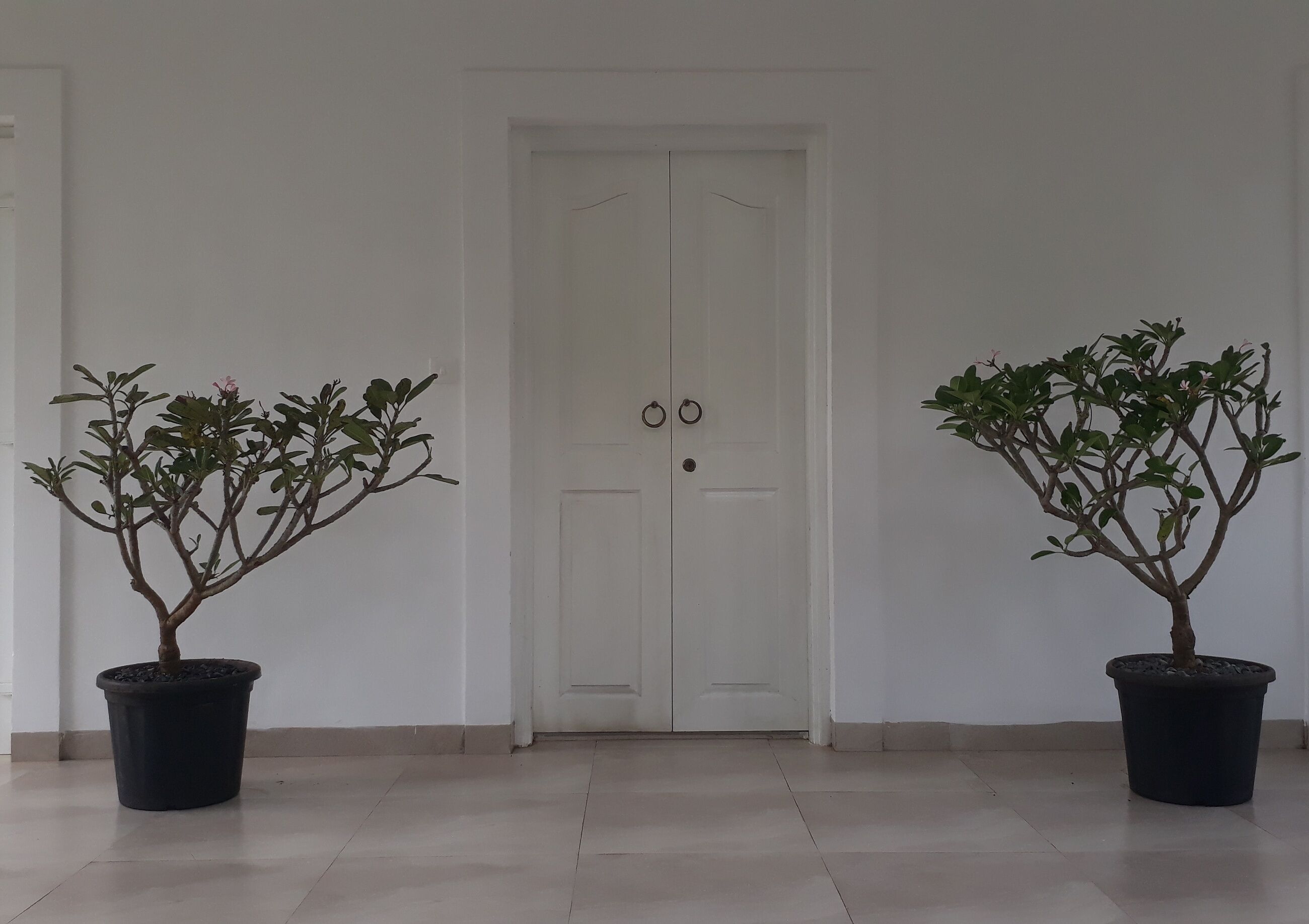 Luxury Five Bedroom Villa with Private Swimming Pool and Jacuzzi in Resort