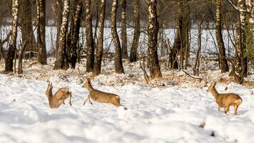 Sports d’hiver