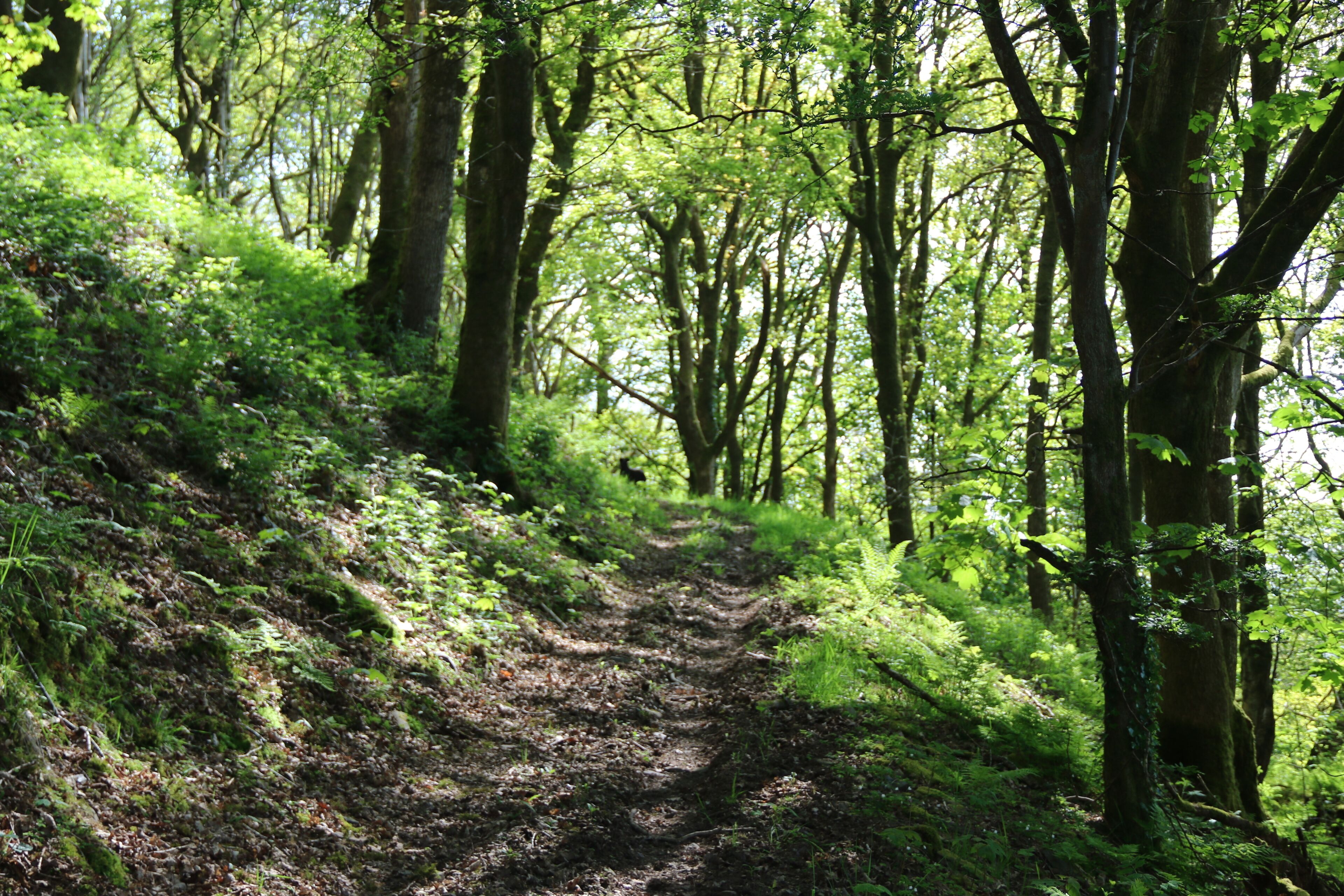 A forested path with dense greenery and trees.