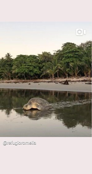 Beach - Your best jungle and ocean view option in Montezuma! (Cobano)