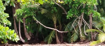 Your best jungle and ocean view option in Montezuma!
