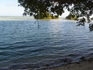 Une plage avec une eau calme, un rivage sablonneux et des arbres en arrière-plan.