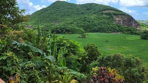Üppige, grüne Landschaft mit einem Hügel im Hintergrund und verschiedenen tropischen Pflanzen im Vordergrund.