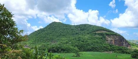 Un paisaje exuberante y verde con una colina al fondo y diversas plantas tropicales en primer plano.