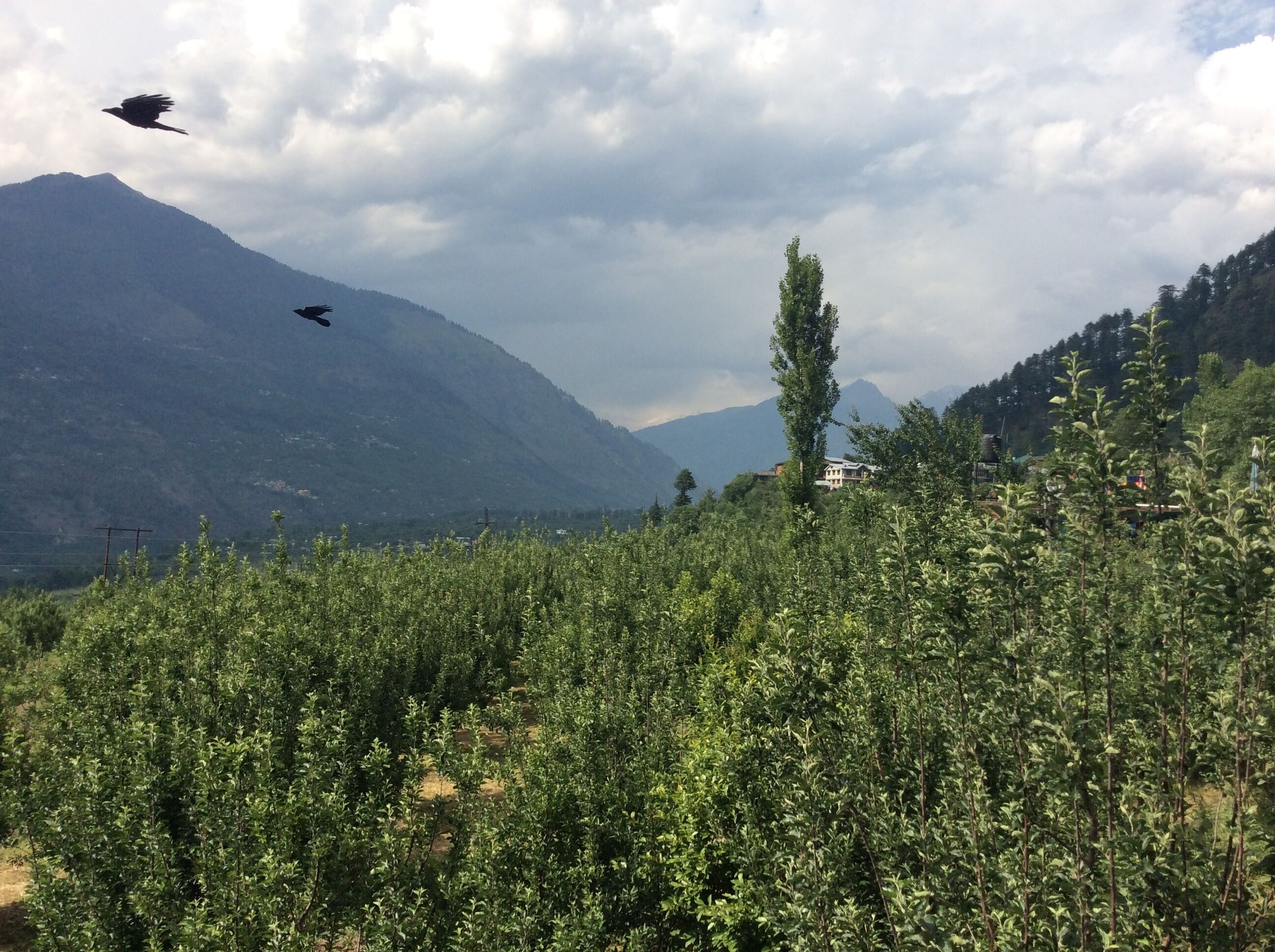 Malana Heights Far from Maddling Crowd.....